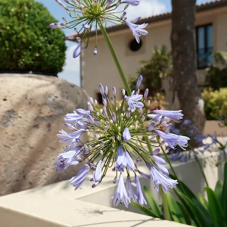 Laguna *